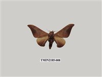 藏品(鉤翅赭蠶蛾)的圖片